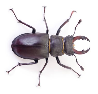 Lucanus cervus böceğinin otantik fotoğrafları. Bu gerçek kamera görüntüsü beyaz arka planda izole edilmiş büyük bir geyik böceğinin üst görüntüsünü gösteriyor, dış iskeletini ve boynuzlarını vurguluyor..
