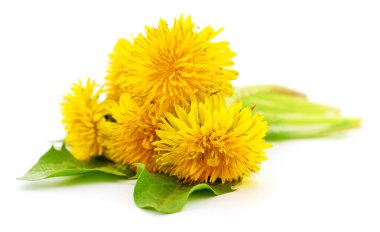 Parlak sarı karahindibaların otantik fotoğrafları. Bu gerçek kamera, beyaz arka planda izole edilmiş yeşil yapraklı bir demet bahar çiçeğini gösteriyor. Doğal güzelliği ve ayrıntıları vurguluyor..