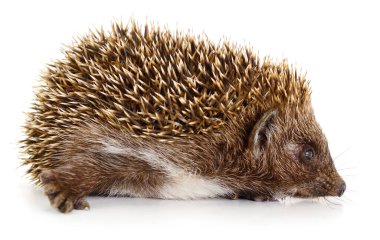 Vahşi bir Avrupalı kirpinin otantik fotoğrafı. Bu gerçek kamera görüntüsü beyaz arka planda izole edilmiş sivri bir hayvanı gösteriyor. Doğal iğnelerini ve meraklı burnunu vurguluyor..
