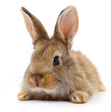 Şirin kahverengi bir tavşanın otantik fotoğrafı. Bu gerçek kamera görüntüsü, beyaz arka planda izole edilmiş, yumuşak kürkünü, uzun kulaklarını ve doğal özelliklerini vurgulayan küçük bir tavşanı gösteriyor..