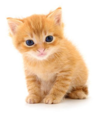 Zencefilli kedi yavrusunun otantik fotoğrafı. Bu gerçek kamera görüntüsü, beyaz arka planda mavi gözlü ve doğal kürk dokuları olan tüylü kırmızı bir yavru kediyi gösteriyor..