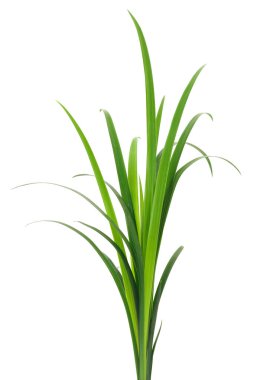 Taze bahçe bitkilerinin otantik fotoğrafları. Bu gerçek kamera görüntüsü beyaz zemin üzerinde izole edilmiş birkaç uzun yeşil çimen sapını gösteriyor, doğal dokusunu ve canlı rengini vurguluyor..