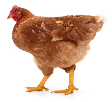 Yerel bir çiftlik kuşunun otantik fotoğrafı. Bu gerçek kamera görüntüsü beyaz arka planda izole edilmiş kahverengi bir tavuğu gösteriyor. Kırmızı tarağını, tüylerini ve kümes hayvanlarını vurguluyor..