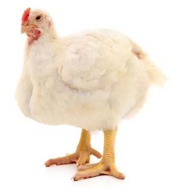 Yerel bir çiftlik kuşunun otantik fotoğrafı. Bu gerçek kamera görüntüsü beyaz arka planda izole edilmiş beyaz ızgara bir tavuğun tüylerini ve tarımsal hayvan doğasını gösteriyor..