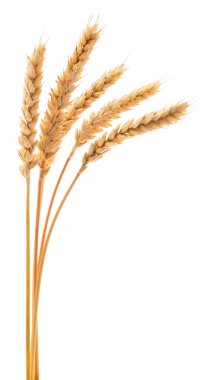 Altın tahıl bitkilerinin otantik fotoğrafçılığı. Bu gerçek kamera görüntüsü, tarımsal hasatı ve organik botanik doğayı vurgulayarak beyaz arka planda izole edilmiş kuru buğday kulaklarını gösteriyor..