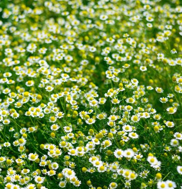 Vahşi papatya (Matricaria chamomilla) ile dolu bir alanın otantik fotoğrafçılığı. Parlak gün ışığında çayırda büyüyen sarı merkezli beyaz tıbbi çiçekleri gösteren gerçek bir kamera..