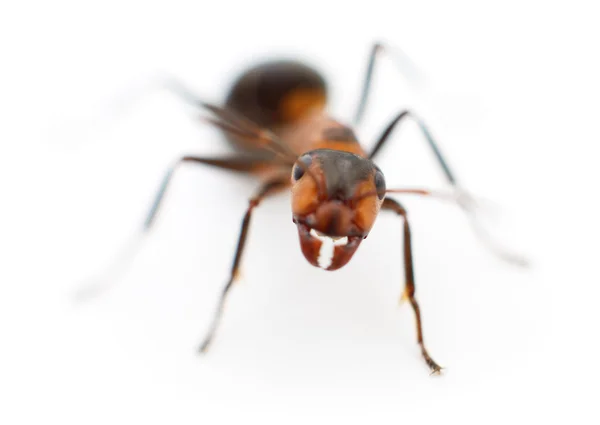 Brun skog ant. — Stockfoto