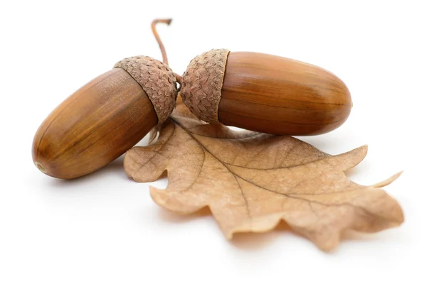 Eiken eikels met blad. — Stockfoto