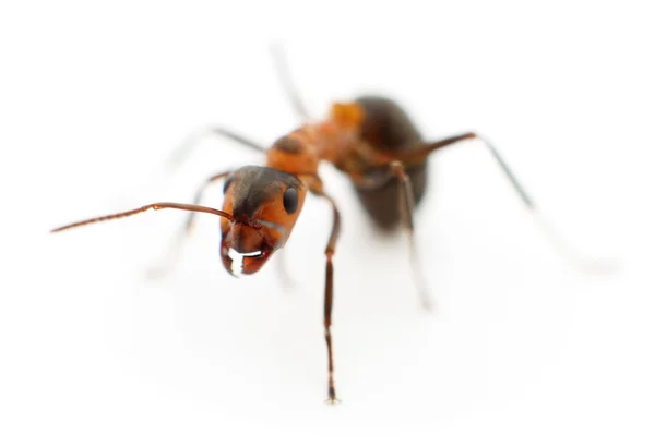 Brun skog ant. — Stockfoto