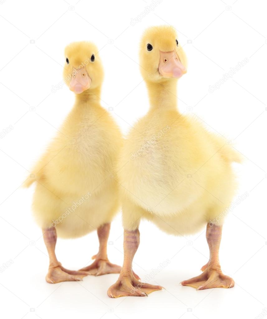 Two yellow ducklings on white.