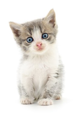 küçük gri kedicik.