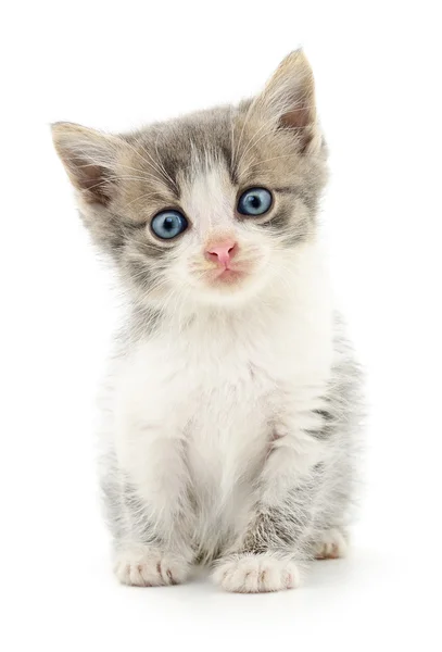 Petit chaton gris . — Photo