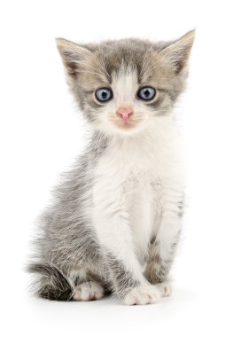 küçük gri kedicik.