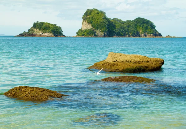 Kıyı kayanın üzerinde uçan martı. Trouquise su