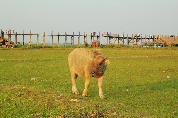 Cow on green grass and teak wood brigde in background — Stock Photo, Image