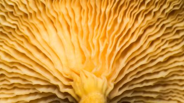 Mantar kapağı solungaçlarının yakın çekimi, makro çekim, mantarın alt dokusu çok yakın mesafeden.