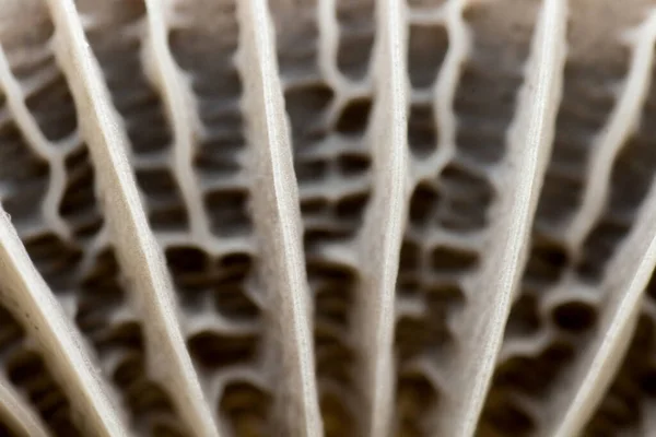 Pilzkopftextur Mycetinis Scorodonius Extreme Annäherung Makrofotografie Von Pilzen Wald — Stockfoto