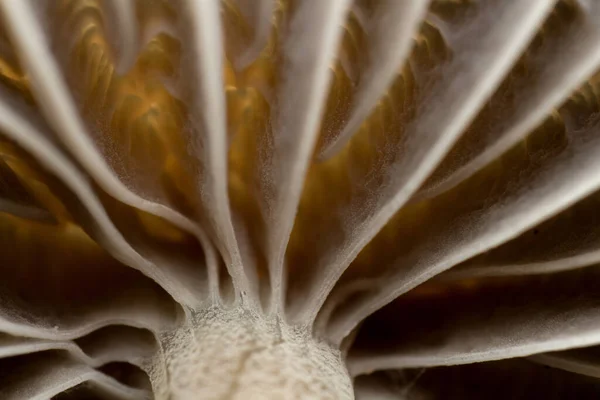 Mushroom Cap Texture Mycetinis Scorodonius Extreme Approximation Macro Photography Mushrooms — Stock Photo, Image