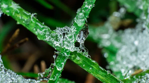 Diversi Fili Verdi Erba Ricoperti Ghiaccio Neve Che Scioglie Primo — Foto Stock