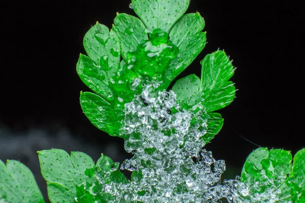 Grönt Löv Täckt Med Kristaller Snö Och Smältande Snö Eller — Stockfoto
