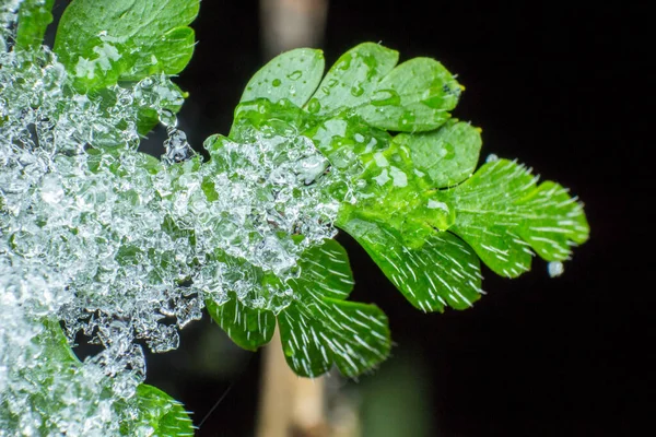 Grünes Blatt Bedeckt Mit Schnee Und Eiskristallen Schmelzendem Schnee Oder — Stockfoto