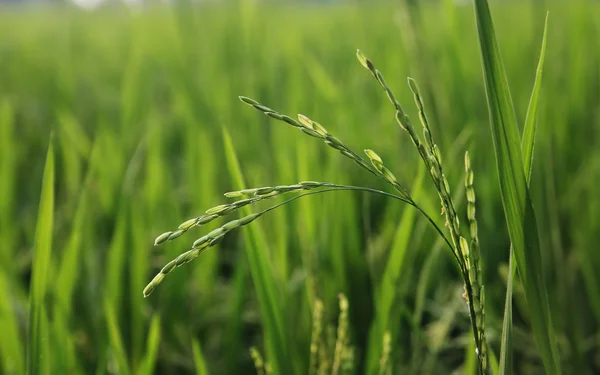 Planta de arroz no campo — Fotografia de Stock