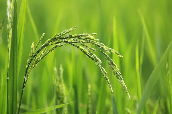 Planta de arroz en el campo —  Fotos de Stock