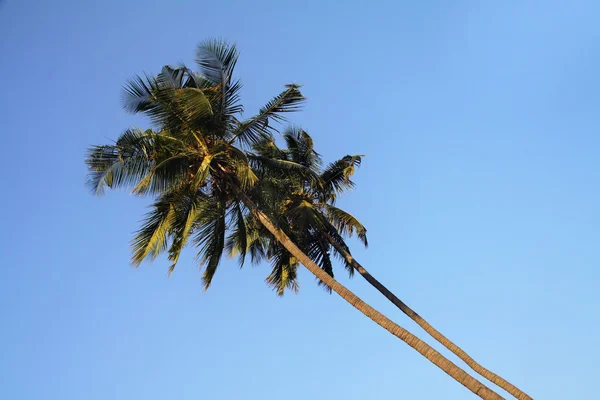 Alberi di cocco con noci di cocco teneri — Foto Stock