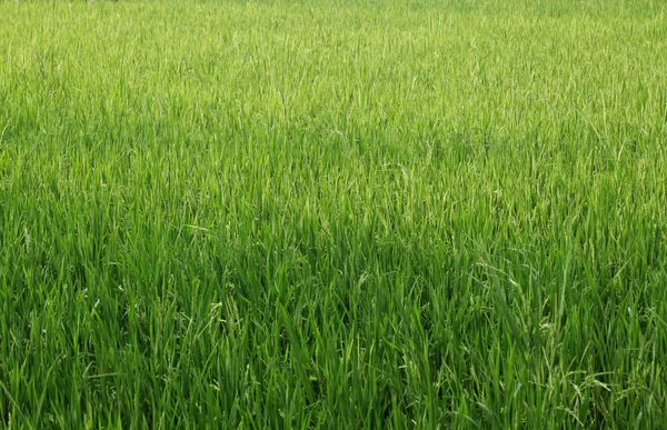 Planta de arroz no campo — Fotografia de Stock