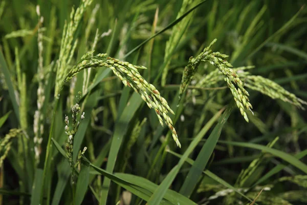 Planta de arroz en el campo —  Fotos de Stock