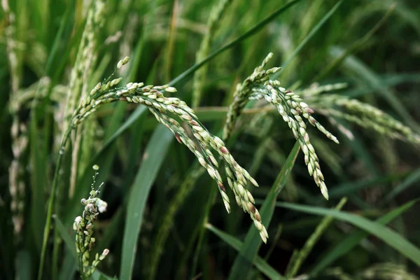 Planta de arroz no campo — Fotografia de Stock