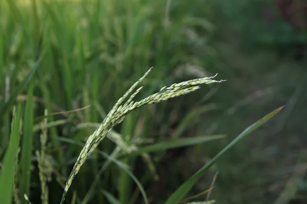 Planta de arroz no campo — Fotografia de Stock