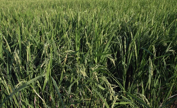 Rośliny ryżu na polu — Zdjęcie stockowe
