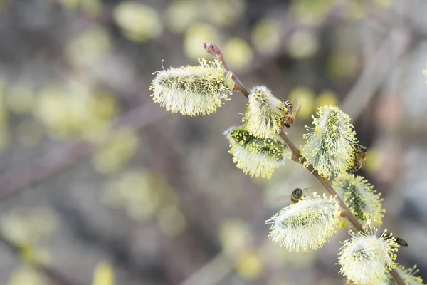 Honey Bee in vlucht naderen bloeiende fruit boom tijdens lov — Stockfoto