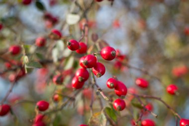 Kırmızı yabani briers (renk tonlu görüntü)
