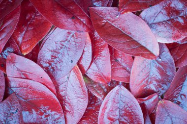 Mavi ışıklı kırmızı yapraklar (renkli tonlu görüntü)