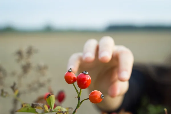 Hand of handsome girl tearing rose hips (color toned image) — Stock Photo, Image