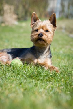 Genç renkli Yorkshire güzel bahar / yaz güneşli havasında büyük botanik bahçesinde dinleniyor; mutlu görünüyor (gözlere odaklan)