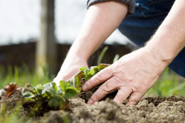 Aktif kıdemli bir elin, güzel bahar / yaz zamanı, sağlıklı, taze çileklerden oluşan yeni bir bitki dikmesi, konsantre görünmesi, bahçe işleri yapması.