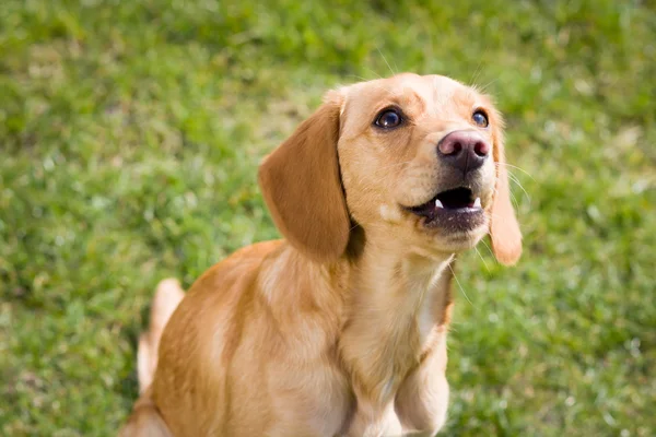 Giovane Leggero Cane Marrone Rilassante Sul Grande Giardino Botanico Durante — Foto Stock