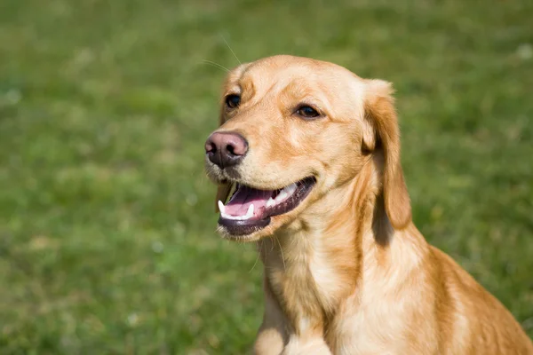 Giovane Leggero Cane Marrone Rilassante Sul Grande Giardino Botanico Durante — Foto Stock