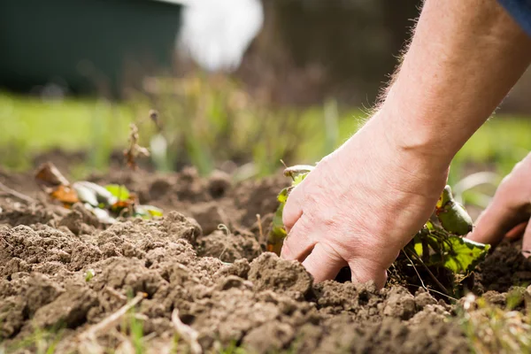 Una Vieja Mano Veteranos Activos Plantando Una Nueva Planta Fresas — Foto de Stock