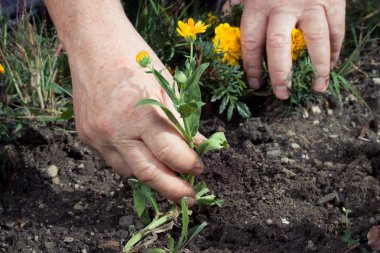 yabani ot toplama dışarı el çekme