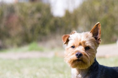 Sevimli küçük köpek yavrusu yorkshire