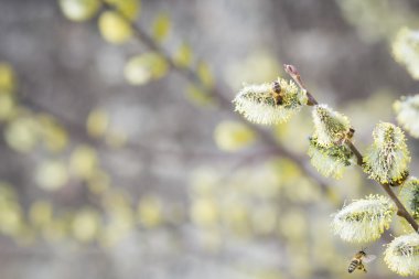 Bal arısı uçuş lov sırasında çiçek açan meyve ağacı yaklaşıyor