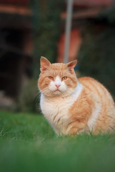 Rusty lindo gato relaxante no enorme jardim botânico durante beau — Fotografia de Stock