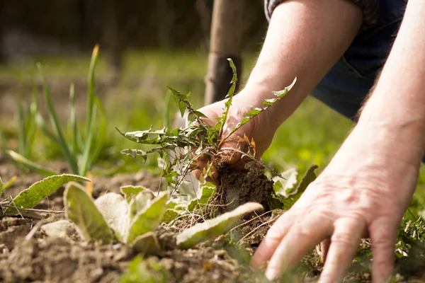 An old hand of active senior pulling out weed of his huge botani