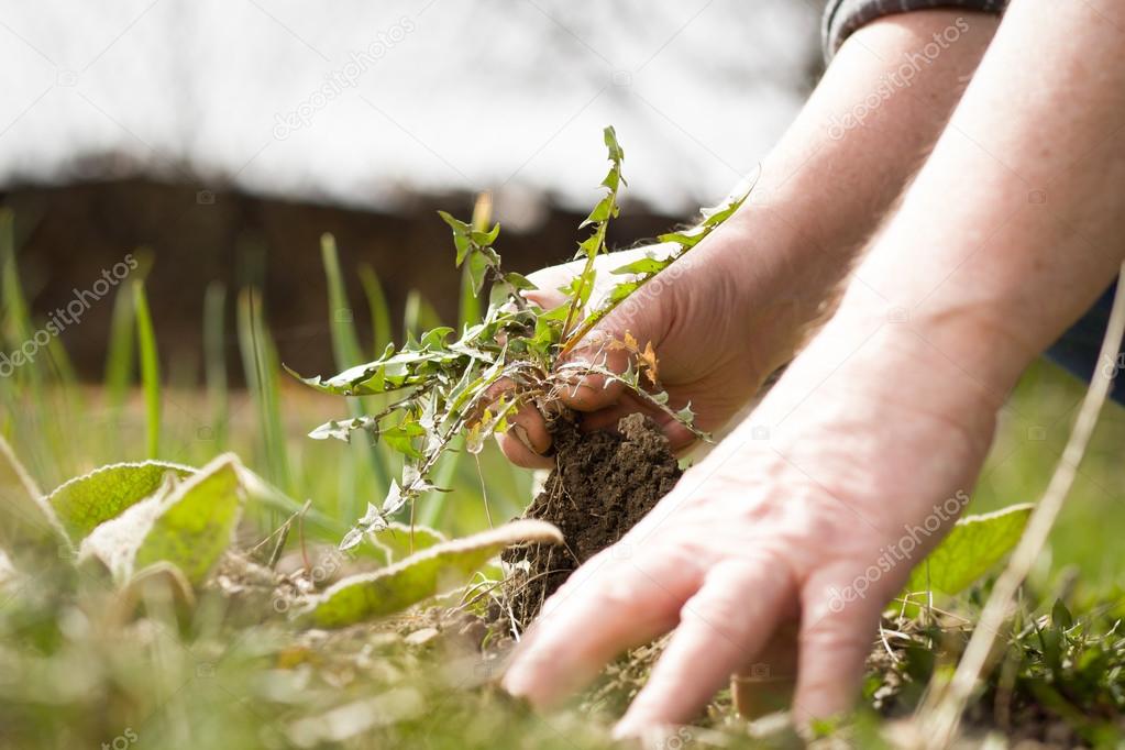 An old hand of active senior pulling out weed of his huge botani