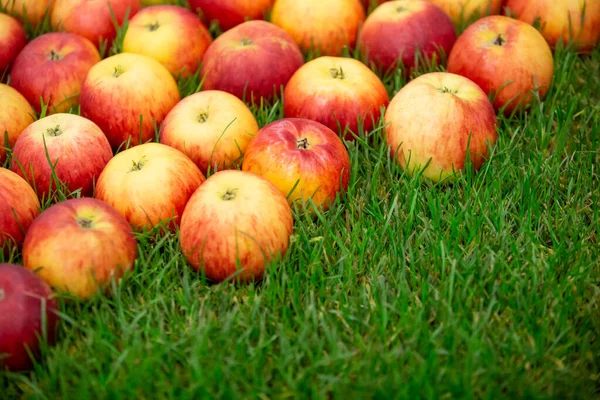 Pommes rouges fraîches sur l'herbe, concept alimentaire de fruits — Photo