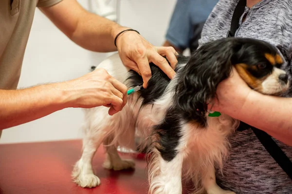 Process of a basic vaccination of a dog in the vet clinic, animal concept